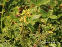 Corydalis formosana