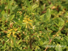 Corydalis formosana