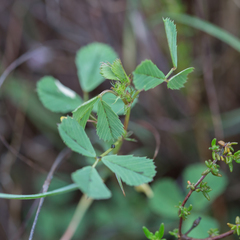 Medicago orbicularis