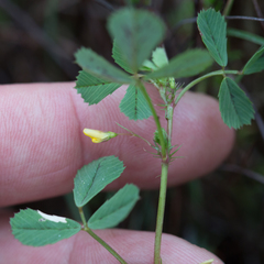 Medicago orbicularis