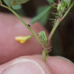 Medicago orbicularis