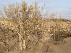 Haloxylon ammodendron
