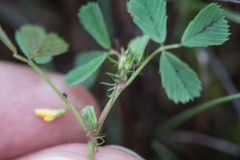 Medicago orbicularis
