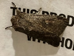 Dasygaster padockina