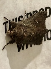 Dasygaster padockina