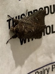 Dasygaster padockina