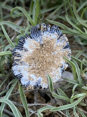Coprinus xerophilus