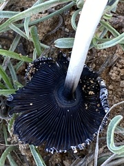Coprinus xerophilus