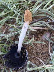 Coprinus xerophilus