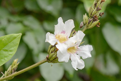 Bignonia aequinoctialis