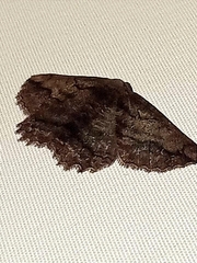 Menophra berenicidaria