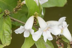 Bignonia aequinoctialis