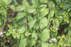 Bignonia aequinoctialis