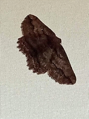 Menophra berenicidaria