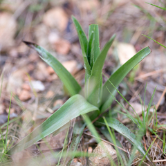 Anacamptis pyramidalis