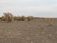 Haloxylon ammodendron