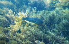 Notolabrus parilus