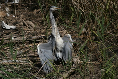 Ardea cinerea