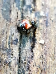 Rybaxis longicornis