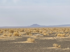 Haloxylon ammodendron