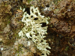 Xanthoparmelia molliuscula