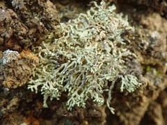 Xanthoparmelia molliuscula