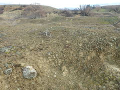 Xanthoparmelia molliuscula