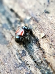 Rybaxis longicornis