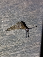 Stanisicarion aquila
