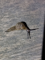 Stanisicarion aquila