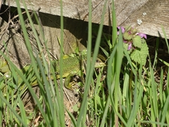 Lacerta viridis