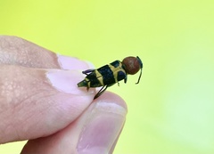 Xylotrechus rufilius