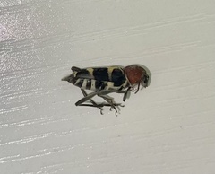 Xylotrechus rufilius