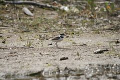 Charadrius dubius