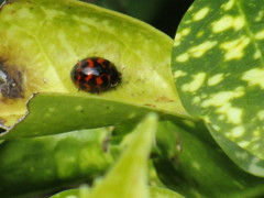 Harmonia axyridis