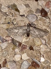 Eupithecia unedonata