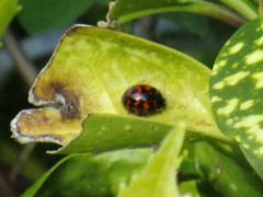 Harmonia axyridis