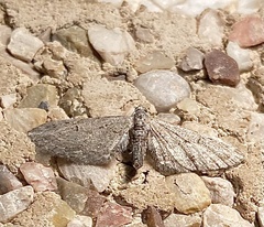 Eupithecia unedonata
