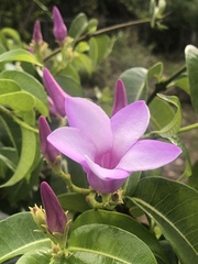 Cryptostegia grandiflora