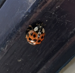 Harmonia axyridis