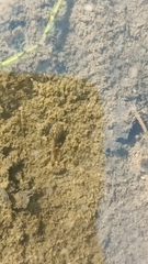 Rana latastei
