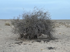 Rhamnus erythroxylum