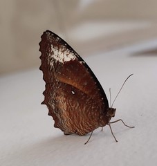 Elymnias hypermnestra