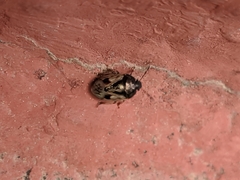 Crocistethus waltlianus