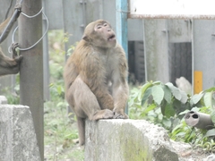 Macaca assamensis