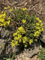 Sedum