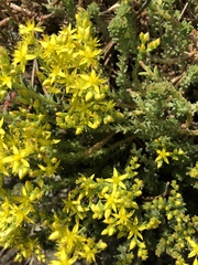 Sedum