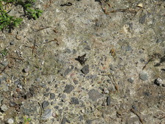 Thyridanthrax indigenus