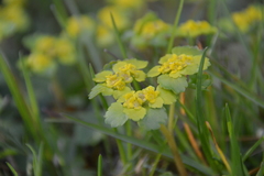 Chrysosplenium alternifolium
