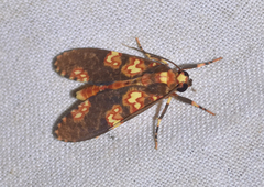 Coiffaitarctia steniptera